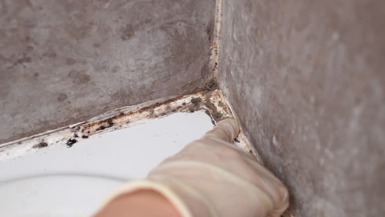 Best Mold Damage Restoration  in Kempner, TX